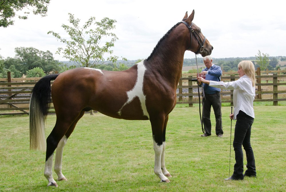 Greenfields Stud Coloured Sport Horses & Ponies.